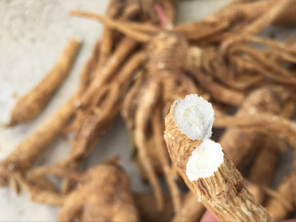 Dược liệu quý Tây Bắc - những điều cần biết Dược liệu quý Tây Bắc - những điều cần biết